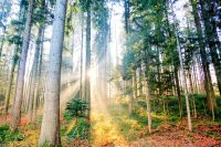 Leewald soll Deponie weichen